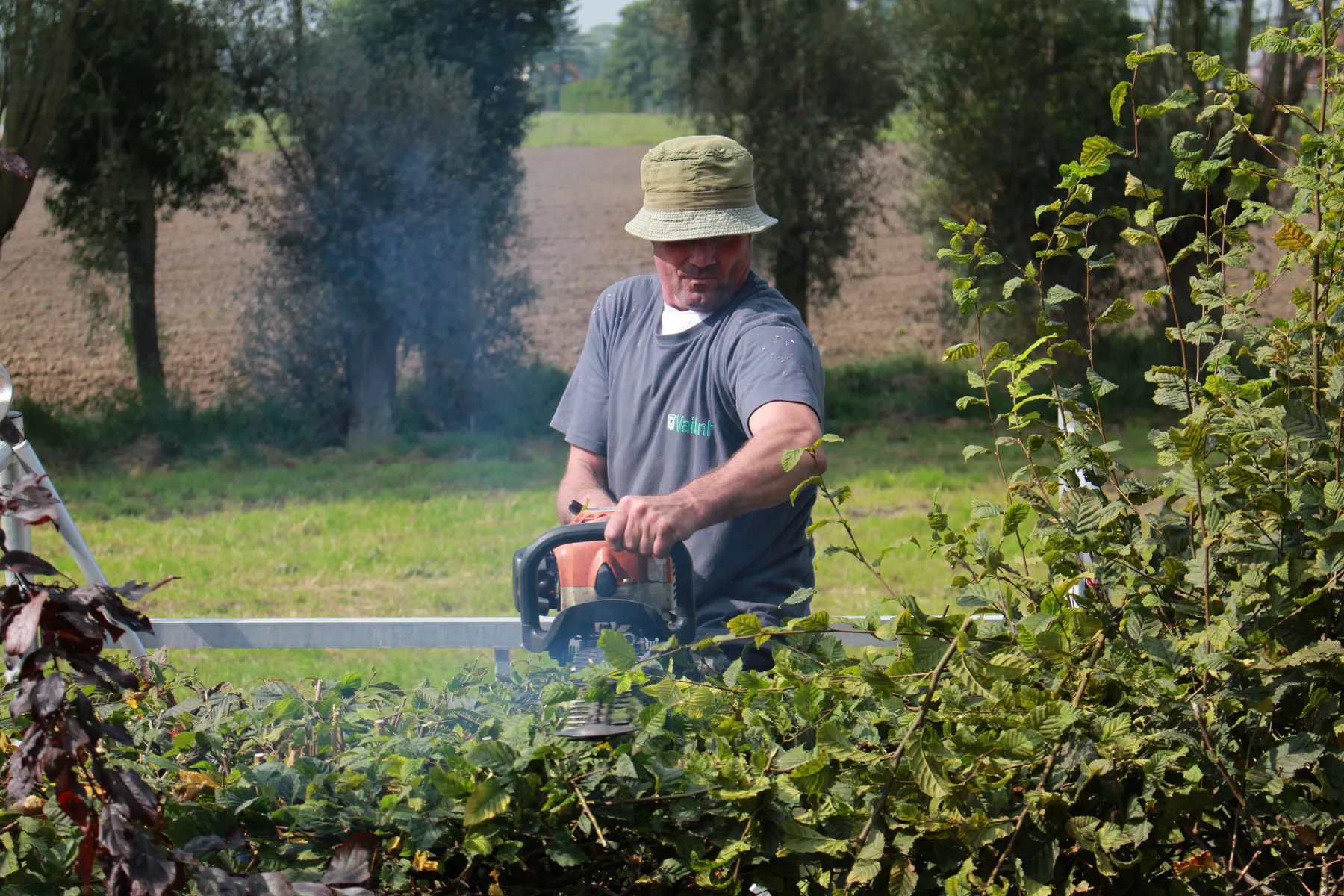 Snoeien van bomen