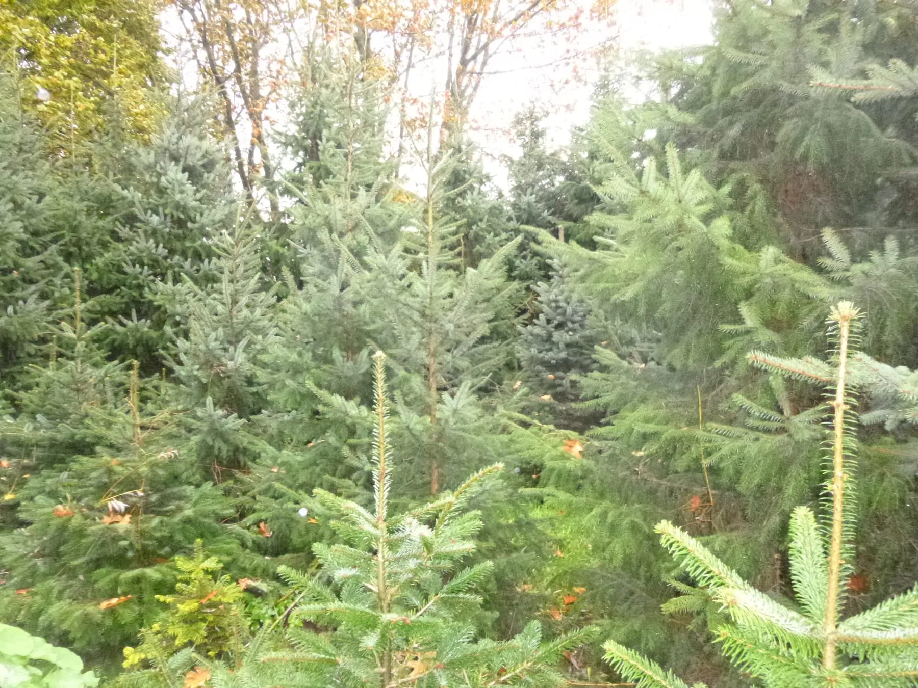 Kerstbomen en chrysanten