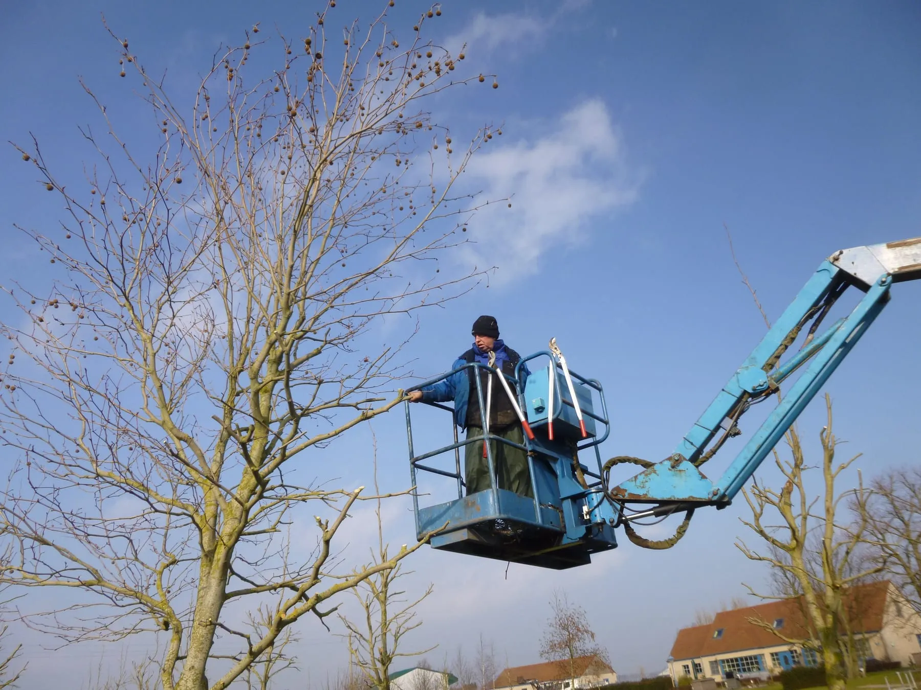 Snoeien van bomen